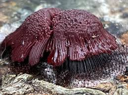 Attēlu rezultāti vaicājumam “Symphytocarpus flaccidus spores”