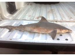 Image result for Rhizoprionodon longurio