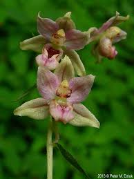 Attēlu rezultāti vaicājumam “Epipactis helleborine”