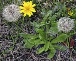 Attēlu rezultāti vaicājumam “Hypochaeris radicata leaf”