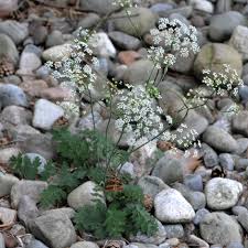 Attēlu rezultāti vaicājumam “Pimpinella saxifraga flower”