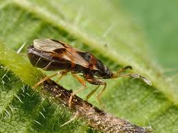 Attēlu rezultāti vaicājumam “Scolopostethus thomsoni”