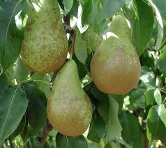 Attēlu rezultāti vaicājumam “Pyrus communis fruit”