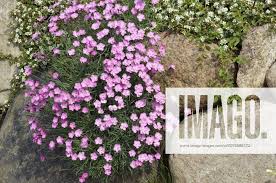 Image result for Steinnelke