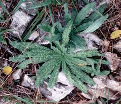 Attēlu rezultāti vaicājumam “Echium vulgare leaf”