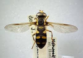 Attēlu rezultāti vaicājumam “Xanthogramma sp. male”