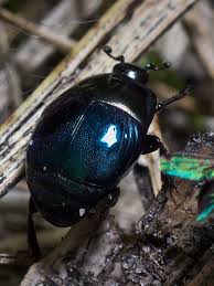 Attēlu rezultāti vaicājumam “Histeridae”