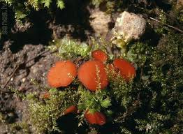 Attēlu rezultāti vaicājumam “Melastiza chateri”