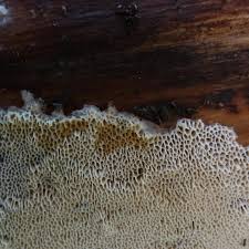 Attēlu rezultāti vaicājumam “Antrodia pulvinascens”