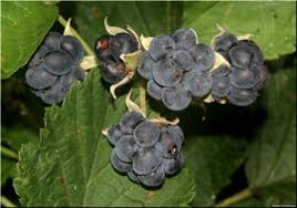 Attēlu rezultāti vaicājumam “Rubus caesius fruit”