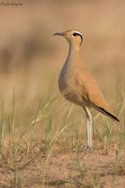 Image result for Cursorius cursor