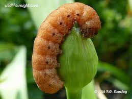 Attēlu rezultāti vaicājumam “Noctua fimbriata larva”