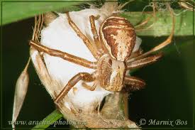 Attēlu rezultāti vaicājumam “Xysticus ulmi”