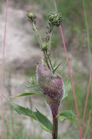 Attēlu rezultāti vaicājumam “Aulacidea hieracii”