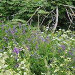 Attēlu rezultāti vaicājumam “Galega orientalis leaf”