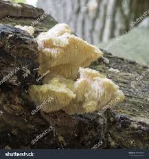 Attēlu rezultāti vaicājumam “Hericium cirrhatum”