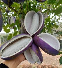 Attēlu rezultāti vaicājumam “Cinna latifolia fruit”