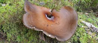 Attēlu rezultāti vaicājumam “Polyporus badius”