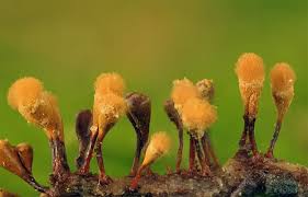 Attēlu rezultāti vaicājumam “Hemitrichia clavata”