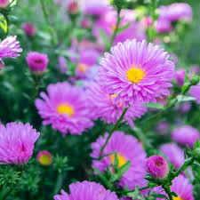 Image result for Aster novi-belgii