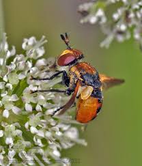 Attēlu rezultāti vaicājumam “Gymnosoma sp.”