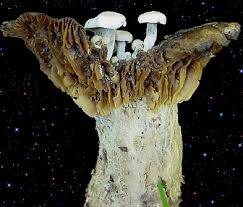 Attēlu rezultāti vaicājumam “Asterophora lycoperdoides”