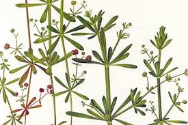 Attēlu rezultāti vaicājumam “Galium aparine leaf”