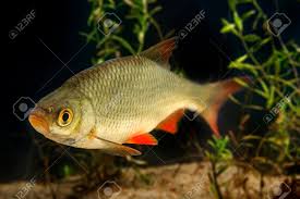 Image result for Rutilus rutilus