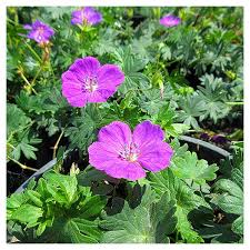 Attēlu rezultāti vaicājumam “Geranium sanguineum”