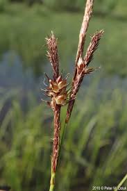 Attēlu rezultāti vaicājumam “Carex rostrata”