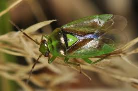 Attēlu rezultāti vaicājumam “Orthops campestris”