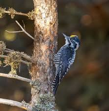 Attēlu rezultāti vaicājumam “Picoides tridactylus”