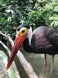 Attēlu rezultāti vaicājumam “Ciconiiformes”