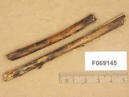 Attēlu rezultāti vaicājumam “Typhula setipes”