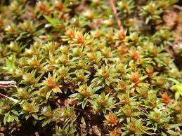 Attēlu rezultāti vaicājumam “Pogonatum dentatum macro”