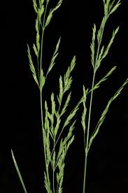 Attēlu rezultāti vaicājumam “Poa nemoralis”