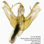 Attēlu rezultāti vaicājumam “Rusina ferruginea male”