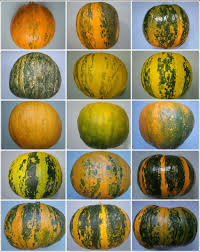 Attēlu rezultāti vaicājumam “Cucurbita pepo fruit”