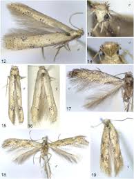 Attēlu rezultāti vaicājumam “Tischeriidae”