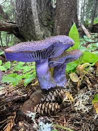 Attēlu rezultāti vaicājumam “Cortinarius violaceus”