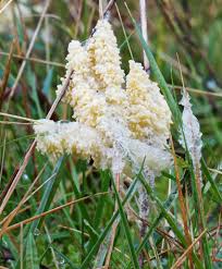 Attēlu rezultāti vaicājumam “Fuligo septica var. flava spores”