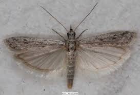 Attēlu rezultāti vaicājumam “Pyralididae”