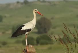 Attēlu rezultāti vaicājumam “Ciconia ciconia”