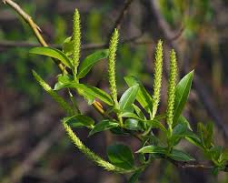 Attēlu rezultāti vaicājumam “Salix triandra leaf”