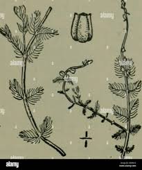 Attēlu rezultāti vaicājumam “Myriophyllum alterniflorum leaf”