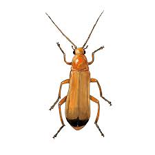 Attēlu rezultāti vaicājumam “Rhagonycha fulva”