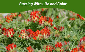 Image result for Anthyllis vulneraria rubra