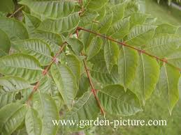 Attēlu rezultāti vaicājumam “Phellodendron amurense leaf”