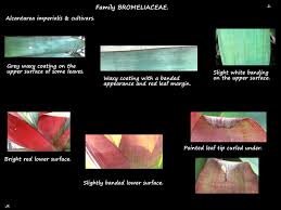 Attēlu rezultāti vaicājumam “Arcyria imperialis stalked”