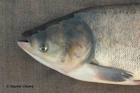 Image result for Hypophthalmichthys molitrix